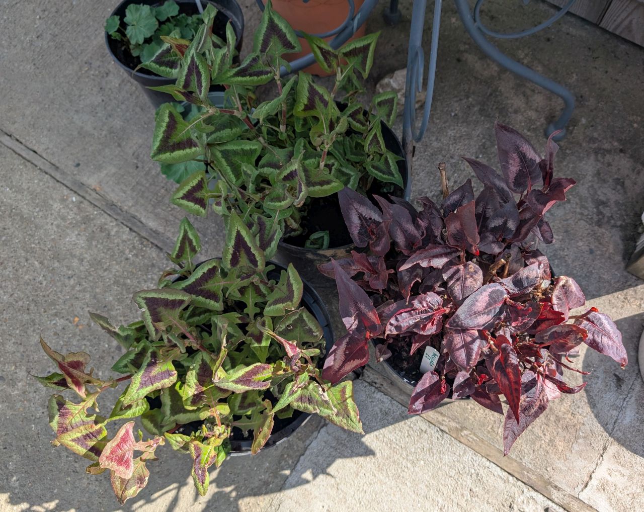 2026-04-12 11 Haddiscoe and Toft Monks.jpg